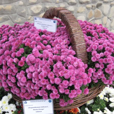 Chrysanthemum indicum -Tufanica 